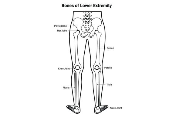 Download Bone of Lower Extremity Science Design - Lower Collection