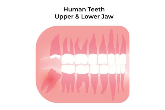 Download Human Teeth Upper and Lower Jaw Design - Lower Collection