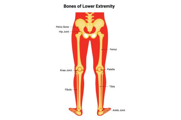Download Bone of Lower Extremity Science Design - Lower Collection