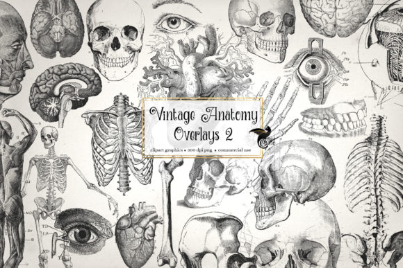 Download Antique Anatomy Overlays Set 2 - Antique Collection