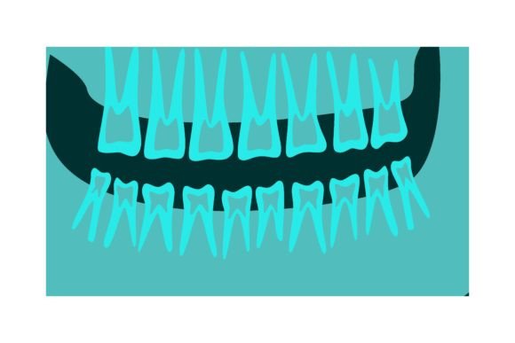 Download Ray of Human Upper and Lower Jaw with Te - Lower Collection